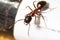 Camponotus ligniperda worker
