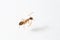 Camponotus nylanderi cleans its antennae