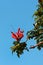 Campsis flowers against blue sky background