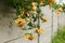 Campsis radicans flavus with yellow flowers on a gray fence. Selective focus.