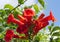 Campsis radicans orange red flowering plant, group of trumpet flowers in bloom on shrub branches, green leaves