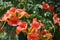 Campsis radicans trumpet vine or trumpet creeper, also known in North America as cow itch vine or hummingbird vine.