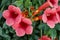 Campsis (trumpet creeper, trumpet vine) flower blossom