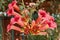 Campsis trumpet creeper, trumpet vine flower blossom