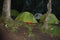 Campsite in the tropical rain forest on Mount Kilimanjaro