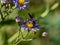 Campsomeriella annulata scoliid wasp on flowers 1