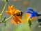 Campsomeriella annulata scoliid wasp on flowers 2