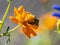 Campsomeriella annulata scoliid wasp on flowers 3