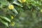 Camptotheca tree with fruits closeup