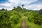 Campuhan ridge walk in Bali, Indonatia. A famous pathway in tropical forest