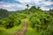 Campuhan ridge walk in Bali, Indonatia. A famous pathway in tropical forest