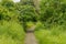 Campuhan ridge walk, Bali, Indonesia, track on the hill with grass, large trees, jungle and rice fields