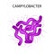 Campylobacter. Pathogenic flora. The bacterium causes intestinal diseases. Infographics. Vector illustration.