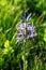 A Camus flower Camassia quamash in the Idaho mountains.