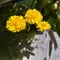 can you feel the harmonis from yellow flower on the water ? Its will give you best healing