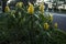 Cana flower jpg