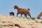 Canaan Dog Herding Bedouin Goats in the Negev