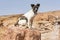 Canaan Dog Puppy Sitting on a Red Desert Boulder