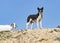 Canaan Dog Stands Watch over Her Goats
