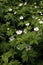 Canada Anemone  838503