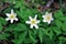 Canada Anemones Blooming in Spring