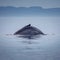 Canada, British Columbia. Humpback whale spine and tail in Victoria