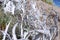 Canada. Fence of mixed caribou and moose antlers with Porcupine river in the background.