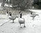 Canada Geese in Black and White