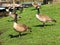 Canada Geese (Branta canadensis)