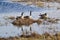 Canada Geese (Branta canadensis) casting reflections over water surface at Tiny Marsh