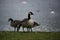 Canada Geese at Broadwood Loch, Cumbernauld