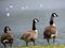 Canada Geese at Broadwood Loch, Cumbernauld Scotland