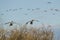 Canada geese coming in for landing in the wetlands