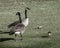 Canada geese couple looking after goslings