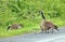 Canada Geese Family Include Maturing Goslings