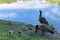 Canada geese family outing near Swan Lake in Rockefeller Preserve, NY