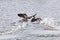 Canada geese fighting in the water