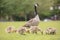 Canada geese fledgling