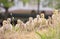 Canada geese fledgling