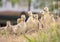Canada geese fledgling