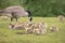 Canada geese fledgling