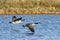 Canada Geese In Flight