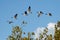 Canada Geese In Flight