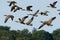 Canada Geese In Flight Over Trees