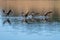 Canada geese flock flying landing on the water