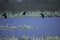 Canada Geese Fly Over Marsh