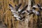 Canada Geese Flying Across the Autumn Woods