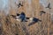 Canada Geese Flying Low Over the Autumn Wetlands