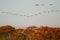 Canada Geese Flying Over the Autumn Countryside