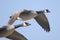 Canada Geese Flying Over Wetlands